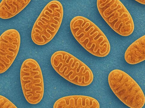Mitochondrien