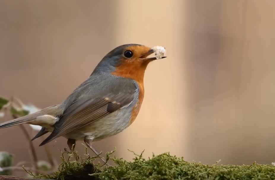 Ein Rotkehlchen sammelt Material für den Nestbau. Natur direkt vor der eigenen Haustür.