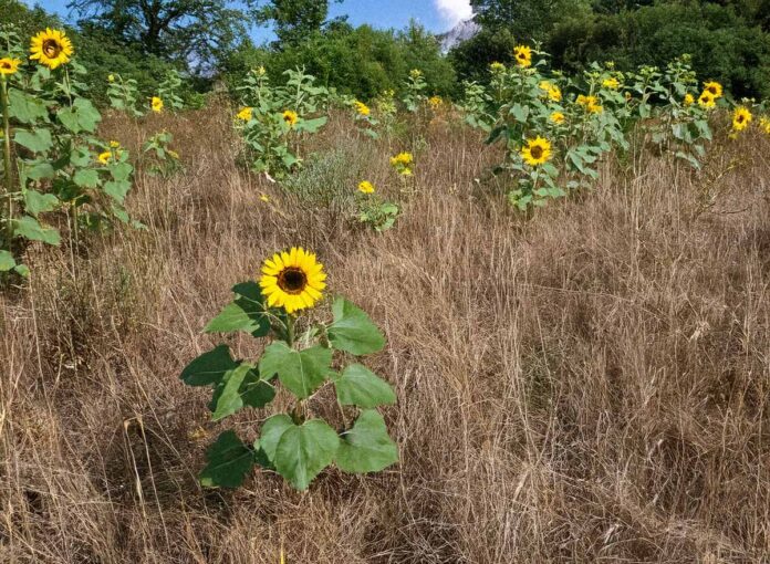 Sonnenblumen wachsen im trockenen Gras.