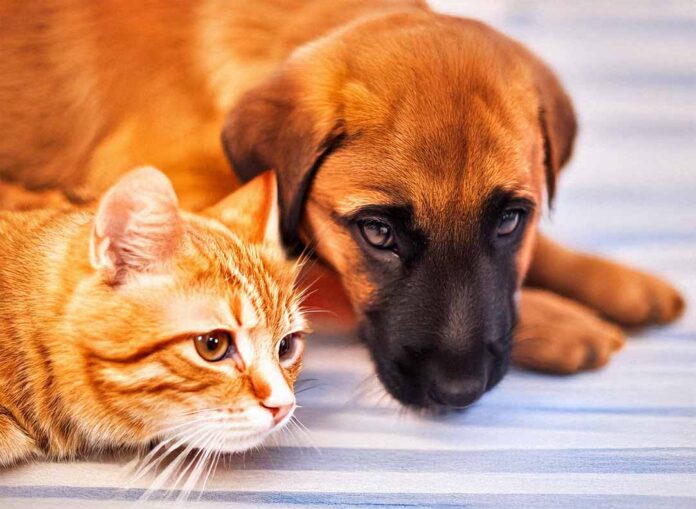 Katze und hund