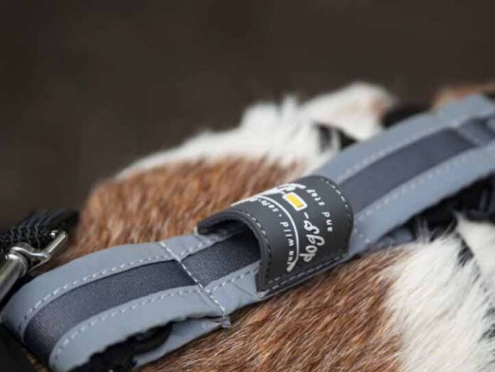 Dogs-Guard: Sicheres Hunde-Leinen-System gegen Verwicklungen